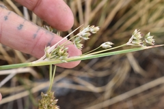 Juncus cooperi