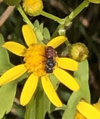 Holcopasites calliopsidis