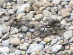 Lasiopogon