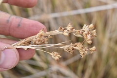 Juncus cooperi