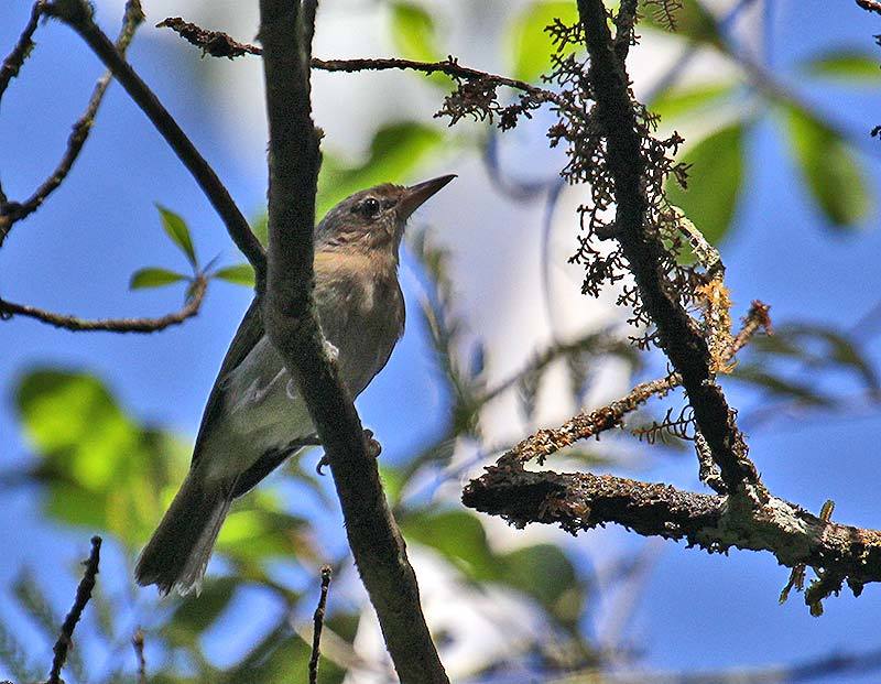Buff-cheeked Greenlet illustration