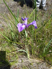 Iris tridentata