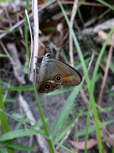 Northern Ringlet