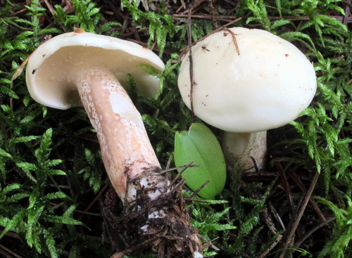 white suillus