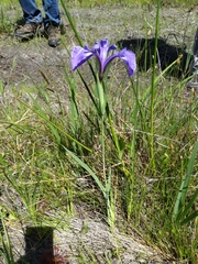 Iris tridentata