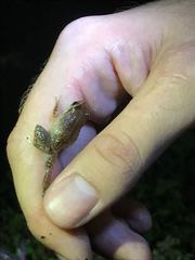 Eleutherodactylus antillensis