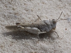 Cibolacris samalayucae