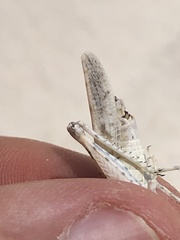 Cibolacris samalayucae