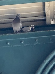 Columba livia domestica