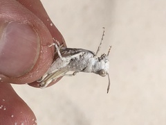 Cibolacris samalayucae