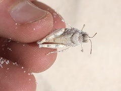 Cibolacris samalayucae