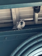 Columba livia domestica