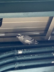 Columba livia domestica