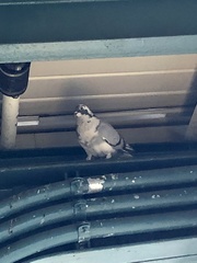 Columba livia domestica