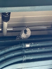 Columba livia domestica