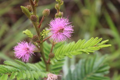 Mimosa foliolosa
