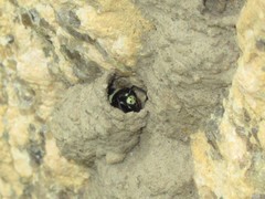 Ancistrocerus waldenii