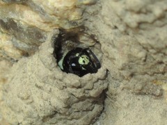 Ancistrocerus waldenii