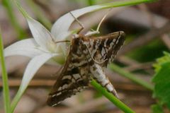 Epipagis forsythae