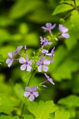 Phlox divaricata laphamii