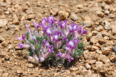 Oxytropis multiceps