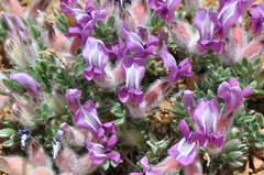 Oxytropis multiceps