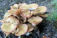 Desarmillaria caespitosa image