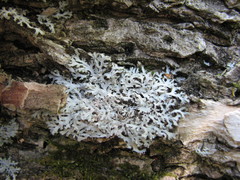 Heterodermia speciosa image
