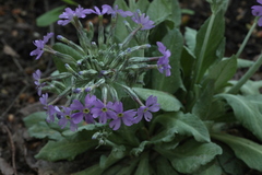 Primula halleri