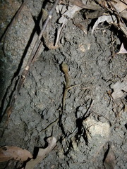 Nactus cheverti