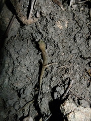 Nactus cheverti