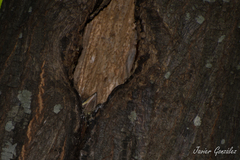 Myiodynastes maculatus