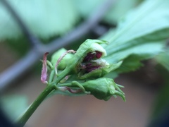 Crataegus suborbiculata