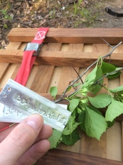 Crataegus suborbiculata