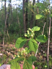 Crataegus suborbiculata
