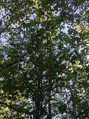 Crataegus suborbiculata