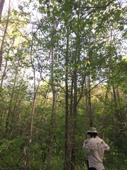 Crataegus suborbiculata