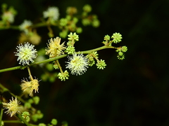 Mimosa guilandinae