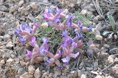 Oxytropis multiceps
