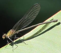 Hetaerina occisa