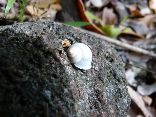 Leptopoma perlucidum