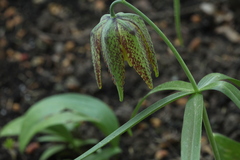 Fritillaria maximowiczii