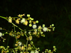 Mimosa guilandinae