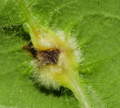 Macrodiplosis niveipila