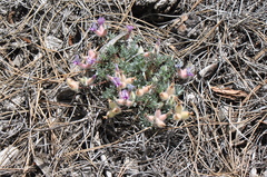 Oxytropis multiceps
