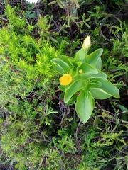 Lysimachia azorica