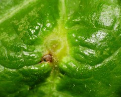 Macrodiplosis niveipila