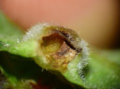 Macrodiplosis niveipila