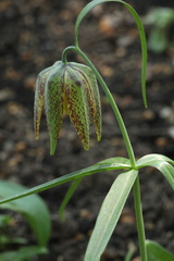 Fritillaria maximowiczii