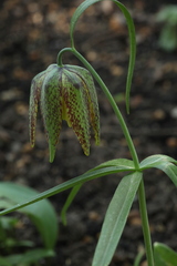 Fritillaria maximowiczii